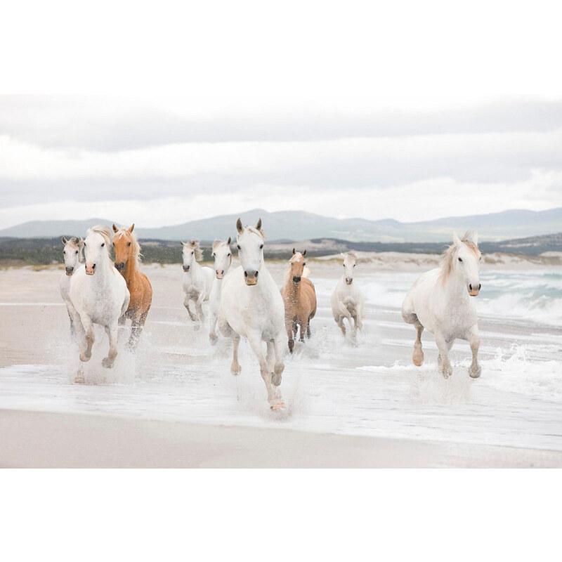 KOMAR Fototapete White Horses 368/254 cm natur