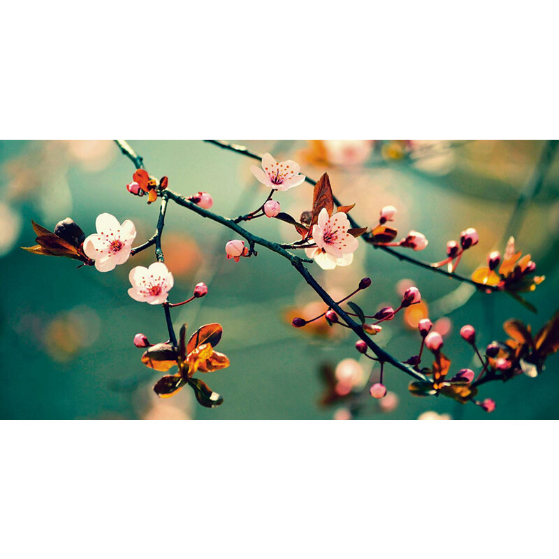 HOME AFFAIRE Leinwandbild Montypeter: Blühende japanische Shakura 100/50 cm rosa