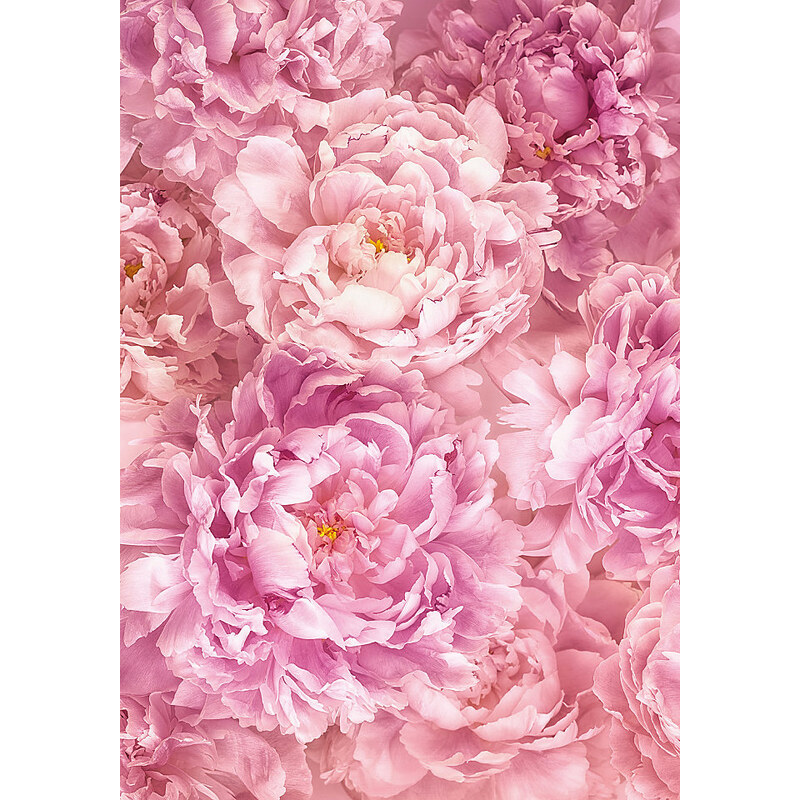 KOMAR Vliestapete Soave 184/248 cm rosa
