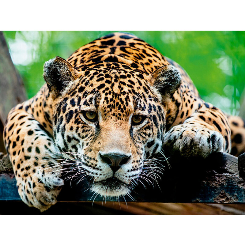 HOME AFFAIRE Glasbild R. Hainer: Südamerikanischer Jaguar 80/60 cm braun