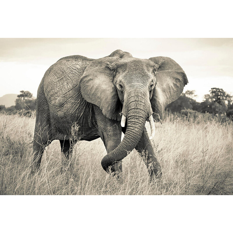 KOMAR Vlies Fototapete Elephant 368/248 cm grau