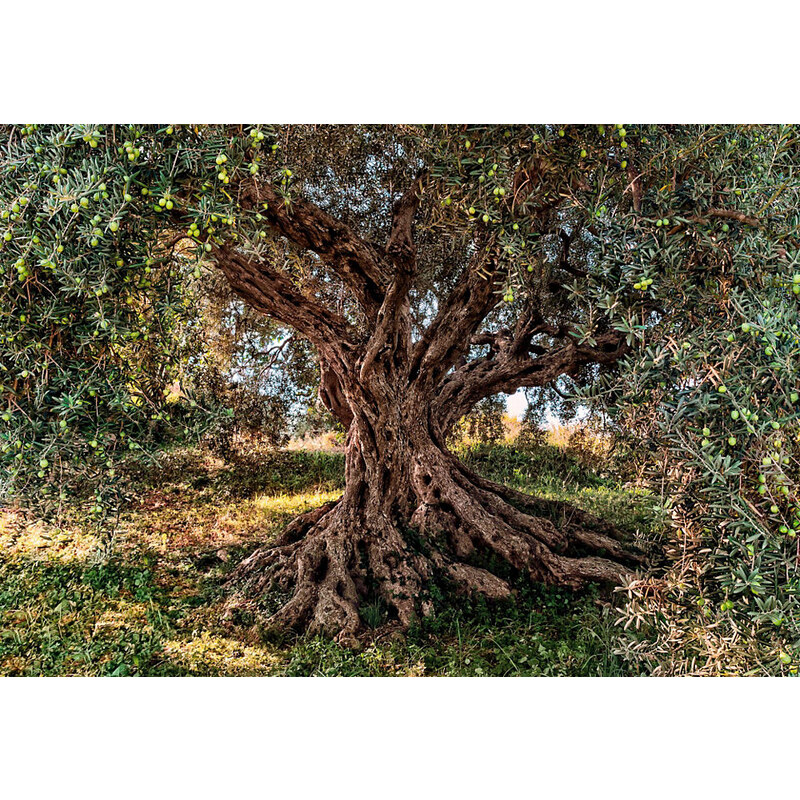 Fototapete Olive Tree 368/254 cm KOMAR grün