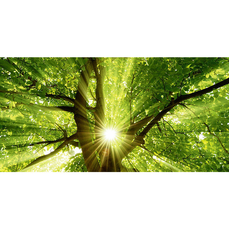 HOME AFFAIRE Glasbild smileus: Sonne strahlt explosiv durch den Baum 100/50 cm grün