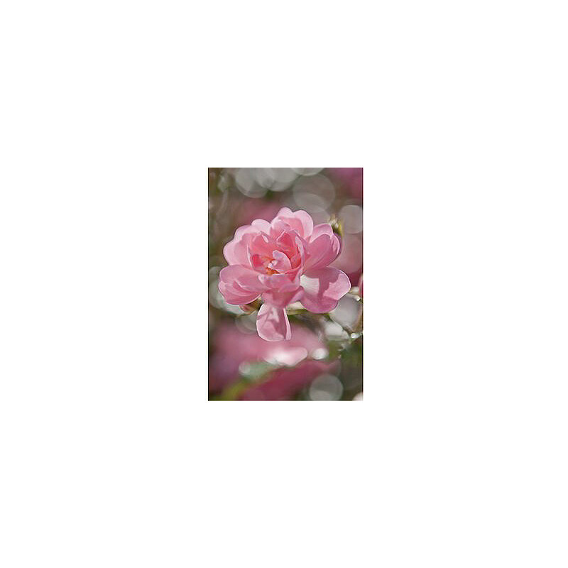 KOMAR Fototapete Bouquet 184/254 cm rosa