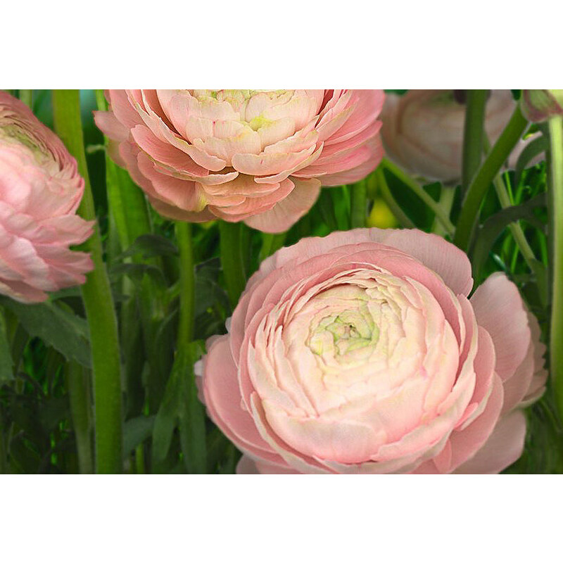 KOMAR Fototapete Gentle Rose 368/254 cm