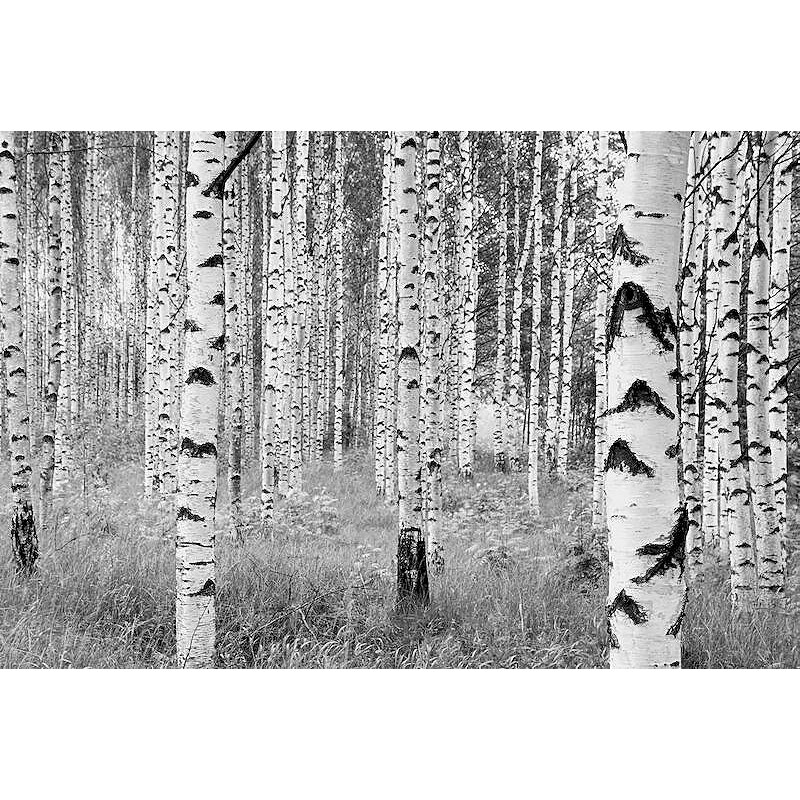 KOMAR Vliestapete Woods 368/248 cm schwarz