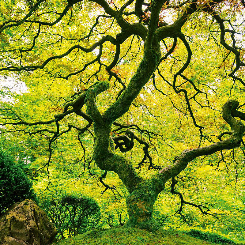 EUROGRAPHICS Glasbild Japanese Marple Tree 80/80cm EUROGRAPHICS grün