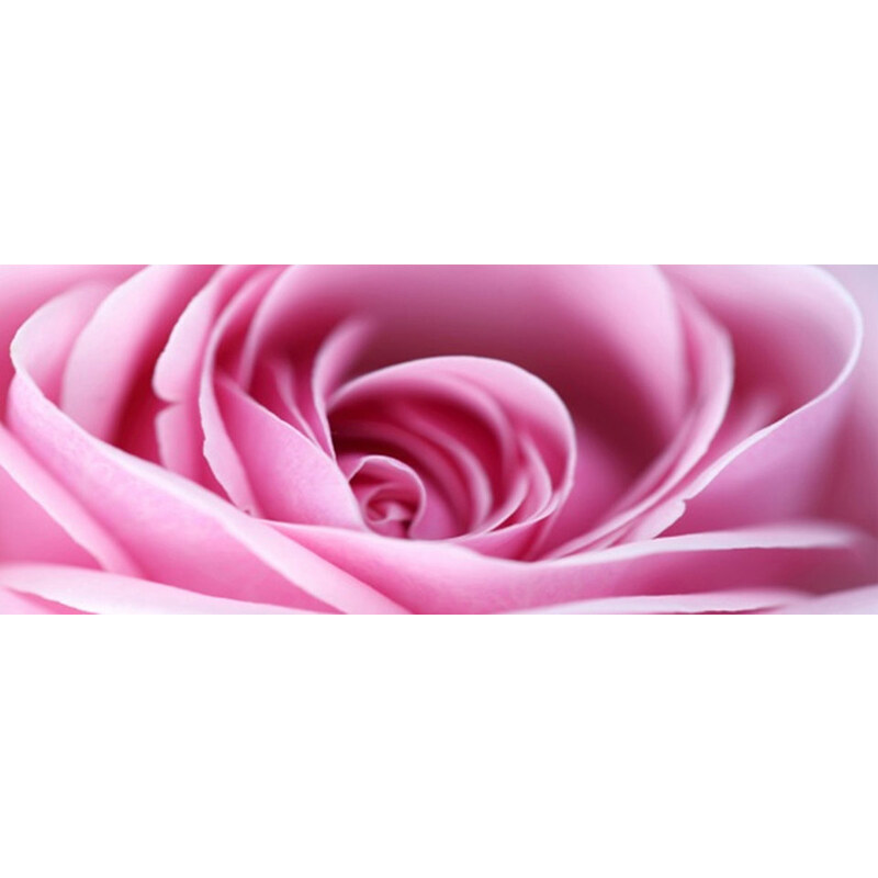 Leinwandbild Rose 160/55 cm HOME AFFAIRE rosa
