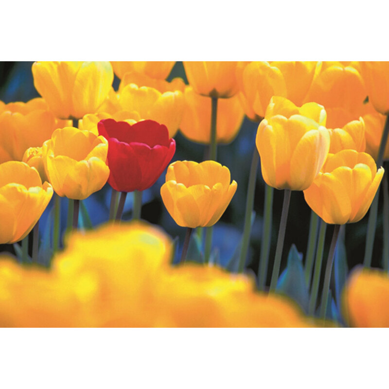 HOME AFFAIRE Leinwandbild Rote Tulpe 118/78 cm gelb