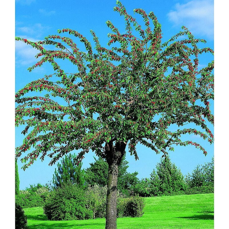 Obstbaum »Apfel Gravenstein«, 150 cm