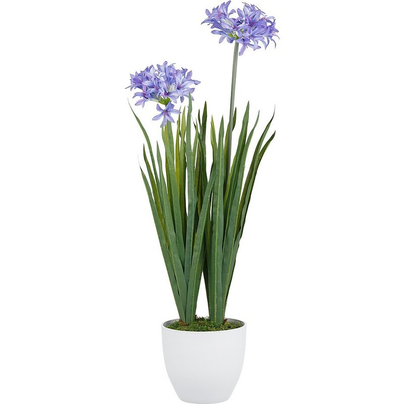 Home affaire Kunstblume »Agapanthus mit 2 oder 3 Blüten«