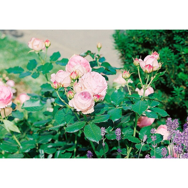 Strauchrose »Eden Rose®«