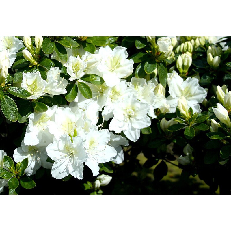 Rhododendron »Japanische Azalee Schneeperle«