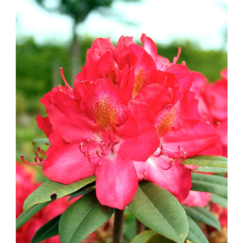 Rhododendron »Junifeuer«