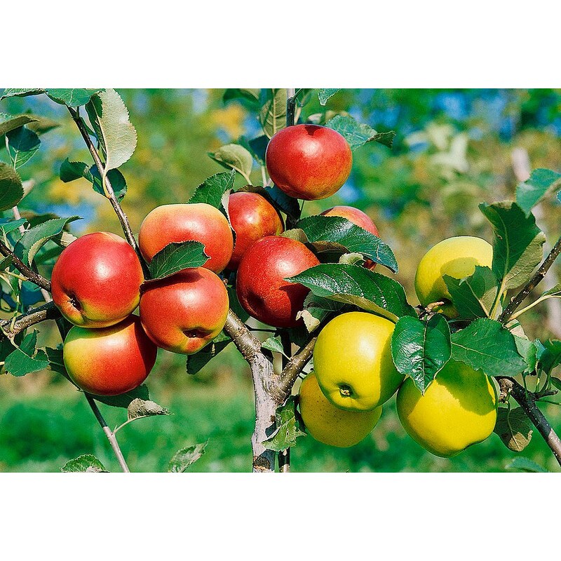 DUO-Obstbaum »Apfel«