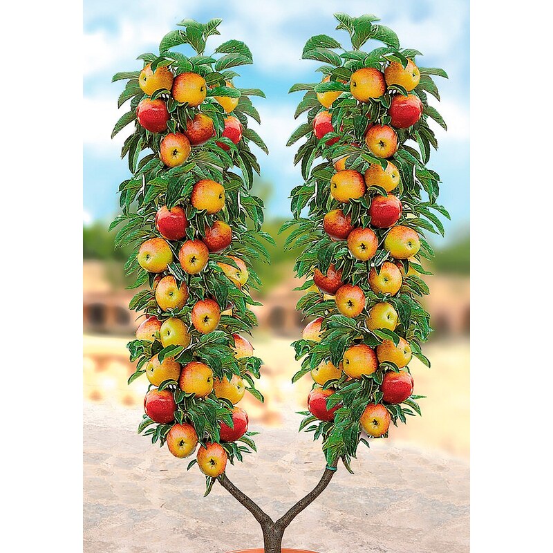 Obstbaum in U-Form »Apfel«