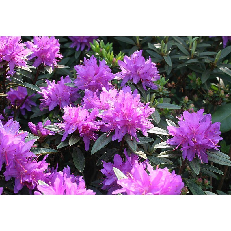 Rhododendron »Zwergrhododendron Ramapo«