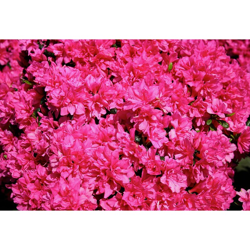Rhododendron »Japanische Azalee Melina«