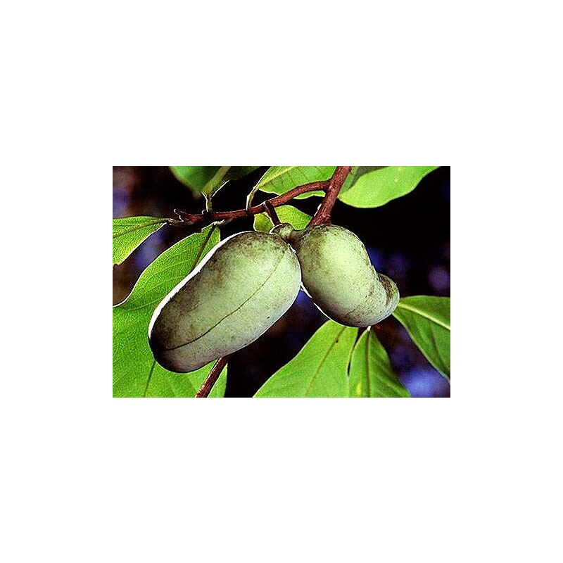 Obstbaum »Indianerbanane Paw Paw®«