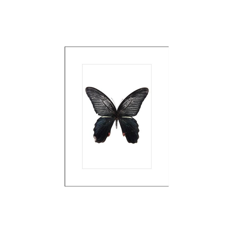 gerahmter Kunstdruck Ein wunderschöner Schmetterling 33/43 cm HOME AFFAIRE schwarz