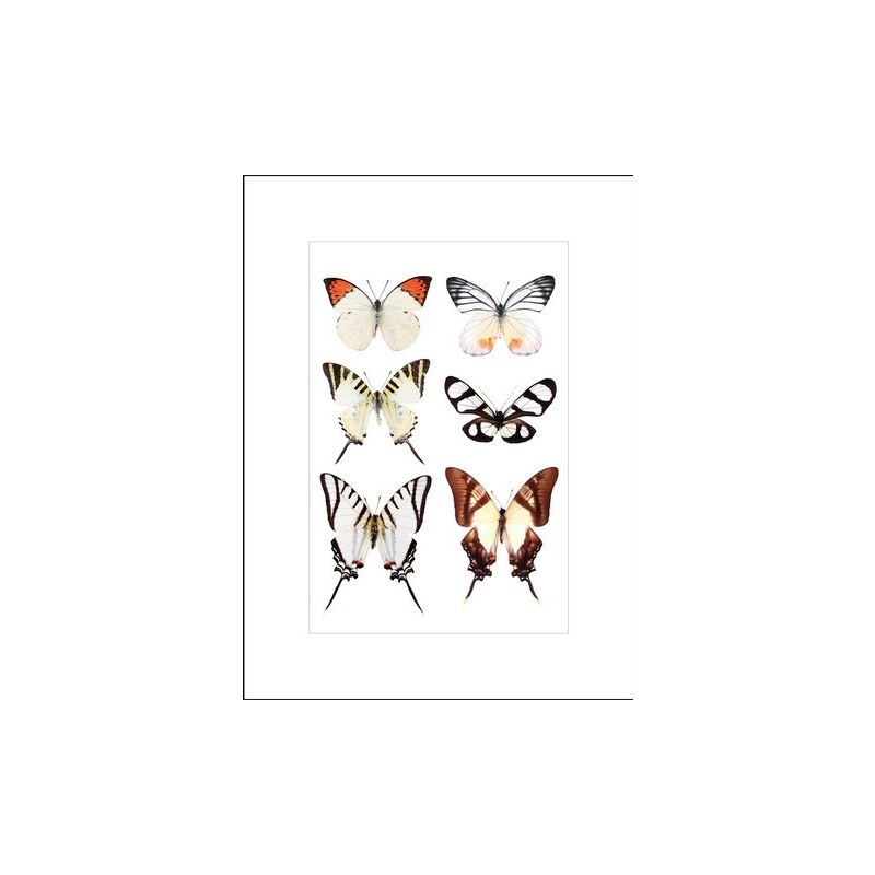 gerahmter Kunstdruck Schöne Schmetterlinge 33/43 cm HOME AFFAIRE bunt