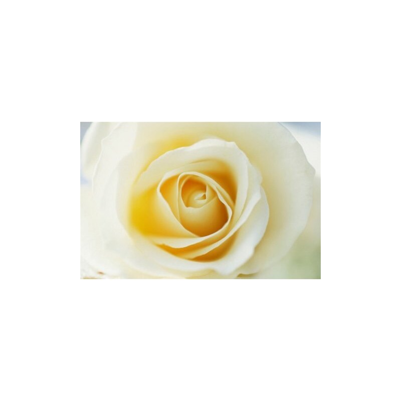 Leinwandbild Yellow Rose 118/78 cm HOME AFFAIRE gelb