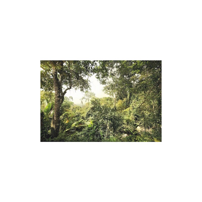 KOMAR Vliestapete Dschungel 368/248 cm grün