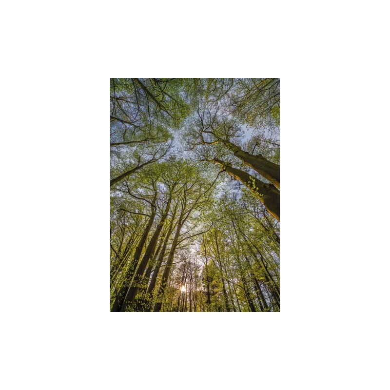 KOMAR Fototapete Canopy 184/254 cm grün