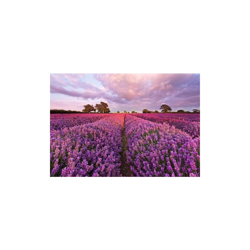 KOMAR Fototapete Lavendel 184/127 cm lila