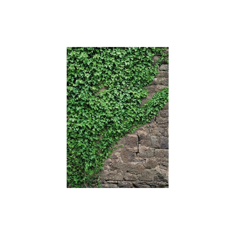 KOMAR Fototapete Ivy 184/254 cm grün