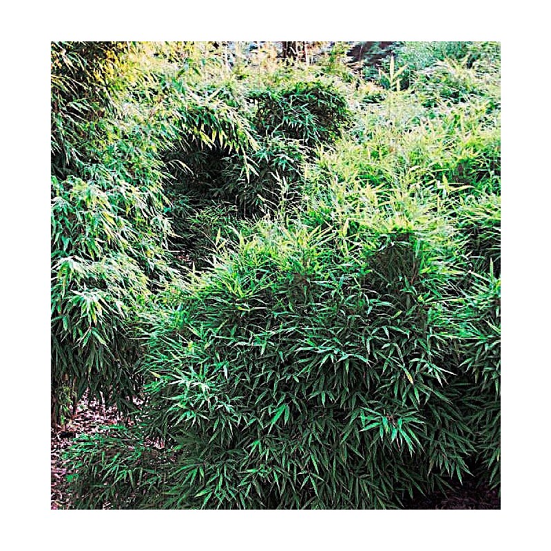 Bambus »Bimbo«