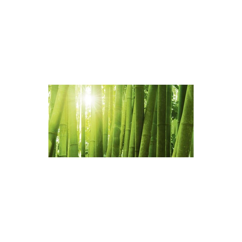 Glasbild Szefei: Asiatischer Bambuswald im Morgenlicht 100/50 cm HOME AFFAIRE grün