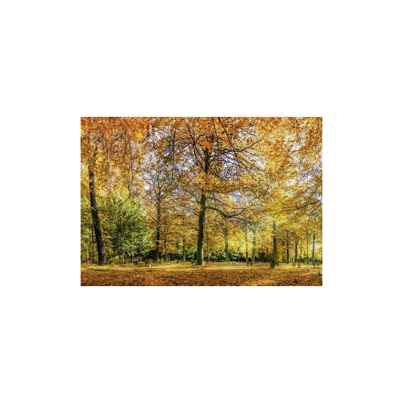 Leinwandbild eyetronic: Herbstwald Panorama 100/70 cm HOME AFFAIRE orange