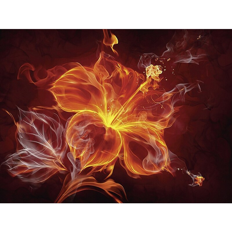 Premium collection by Home affaire Glasbild »Misha: Feuerblume«, 80/60 cm