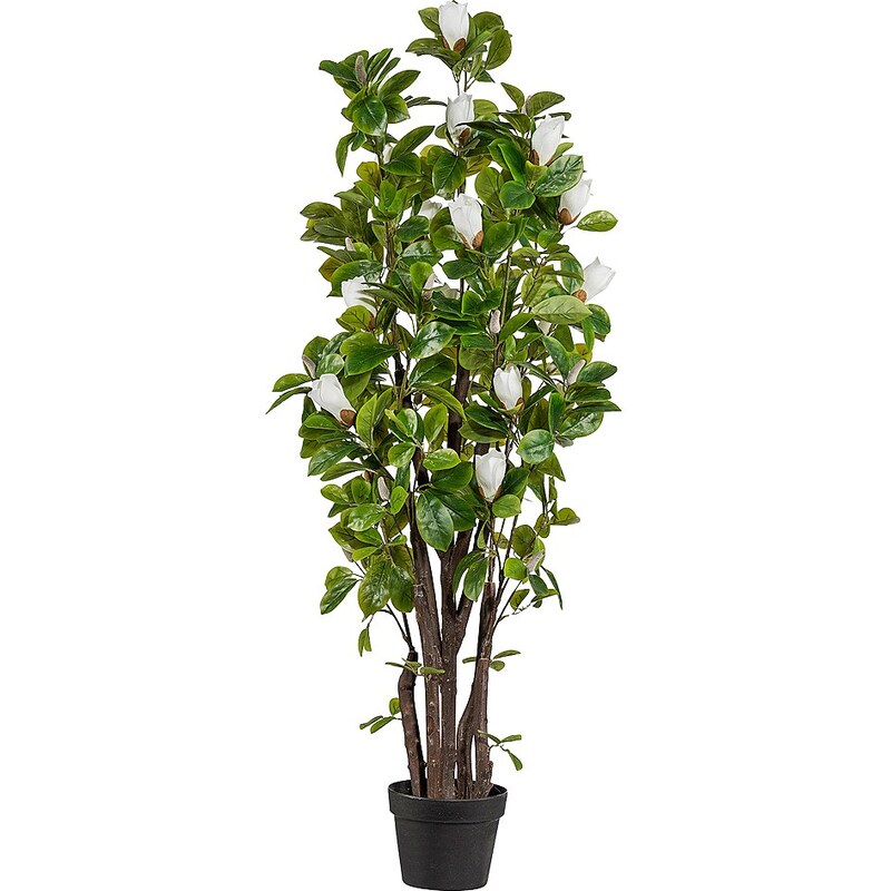 Kunstpflanze »Magnolienbaum« inkl. Pflanzgefäß (H: 125 cm)