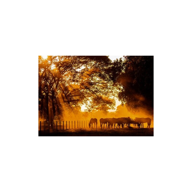 HOME AFFAIRE Leinwandbild Guitar Photo Home: Goldenes Licht auf der Pferdewiese 100/70 cm orange