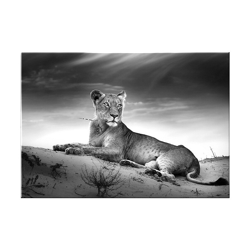 GRAHAM & BROWN Glasbild »Löwin«