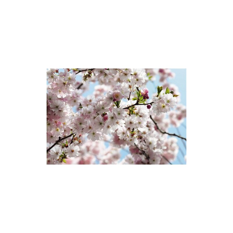 KOMAR Fototapete Spring 368/254 cm rosa
